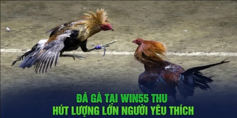 Đá gà tại Win55 đảm bảo xanh chín và công bằng