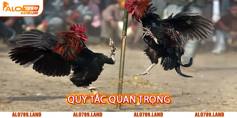 Một số quy tắc đá gà cựa dao quan trọng