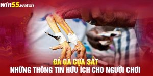 Đá gà cựa sắt