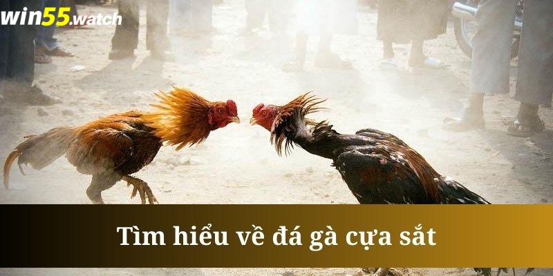 Tìm hiểu đá gà cựa sắt là gì?