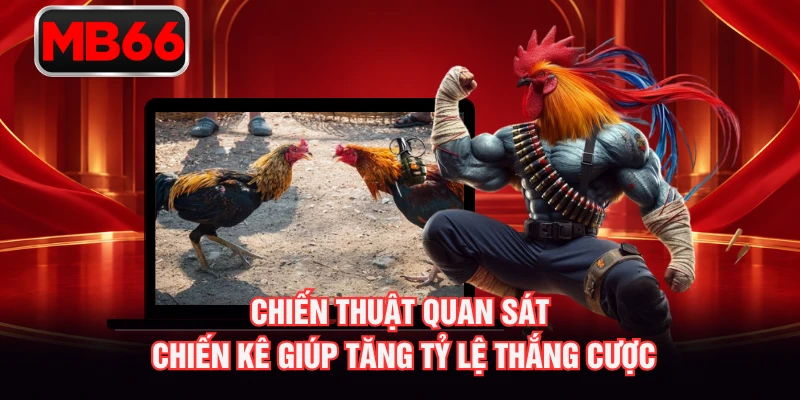 Chiến thuật quan sát chiến kê giúp tăng tỷ lệ thắng cược Chiến thuật quan sát chiến kê giúp tăng tỷ lệ thắng cược